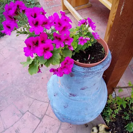 아파트 Terrace Under The Stars